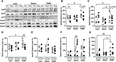 Short-term HIIT impacts HDL function differently in lean, obese, and diabetic subjects